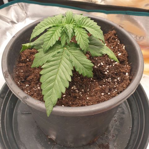 Special Queen #1 growlog timeline photo