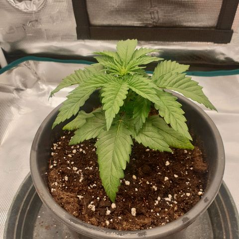 Special Queen #1 growlog timeline photo