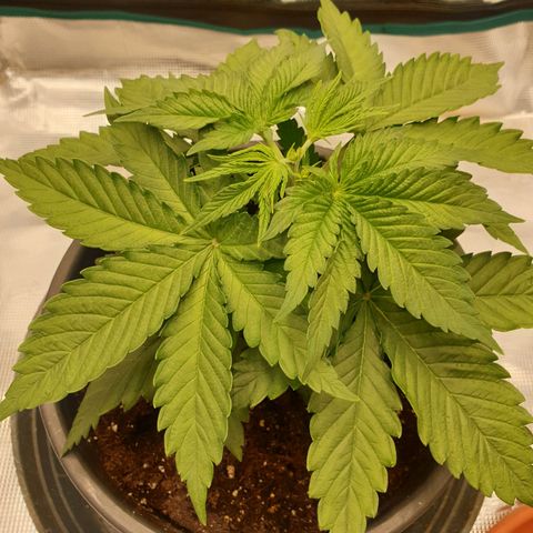 Special Queen #1 growlog timeline photo