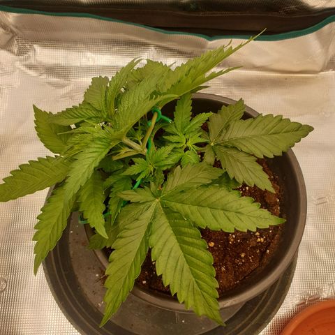 Special Queen #1 growlog timeline photo