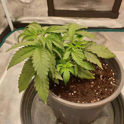 Special Queen #1 growlog timeline photo