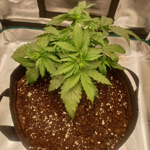 Special Queen #1 growlog timeline photo