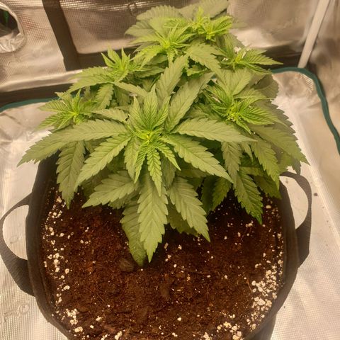 Special Queen #1 growlog timeline photo