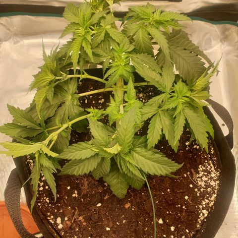Special Queen #1 growlog timeline photo