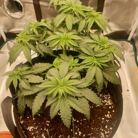 Special Queen #1 growlog timeline photo