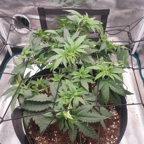 Special Queen #1 growlog timeline photo