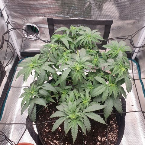 Special Queen #1 growlog timeline photo