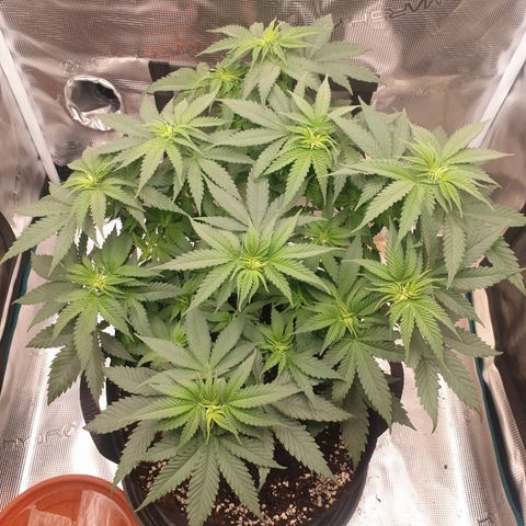 Special Queen #1 growlog timeline photo