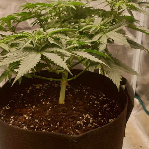Special Queen #1 growlog timeline photo