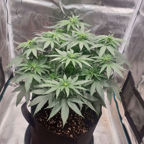 Special Queen #1 growlog timeline photo