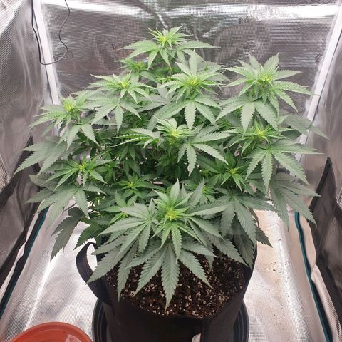 Special Queen #1 growlog timeline photo