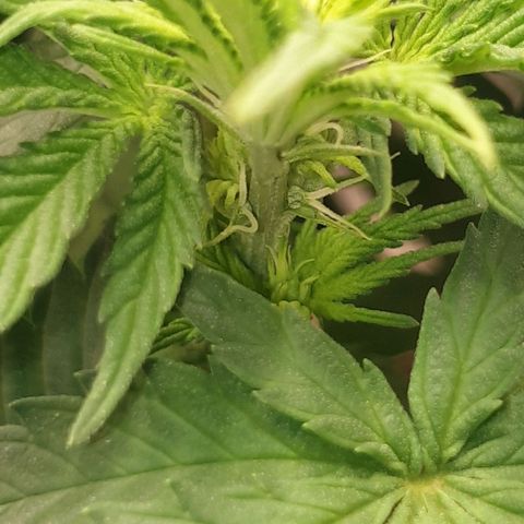Special Queen #1 growlog photo: Close-up der Blütestempel