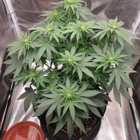 Special Queen #1 growlog timeline photo