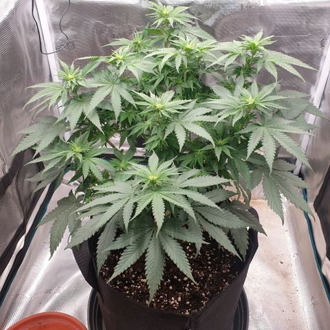 Special Queen #1 growlog timeline photo