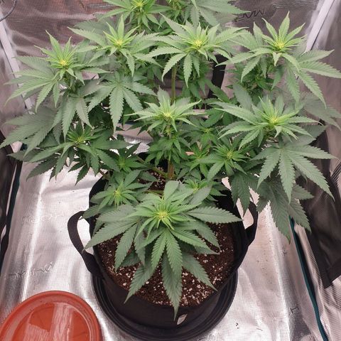 Special Queen #1 growlog timeline photo