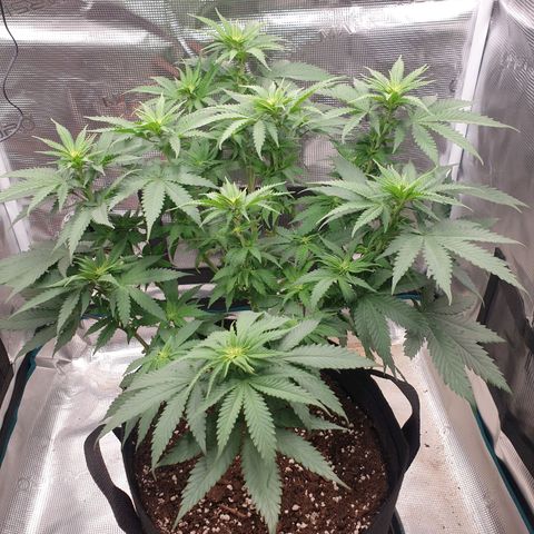 Special Queen #1 growlog timeline photo