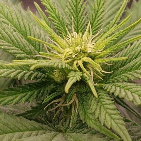 Special Queen #1 growlog timeline photo