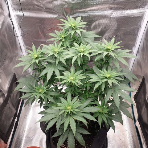 Special Queen #1 growlog timeline photo