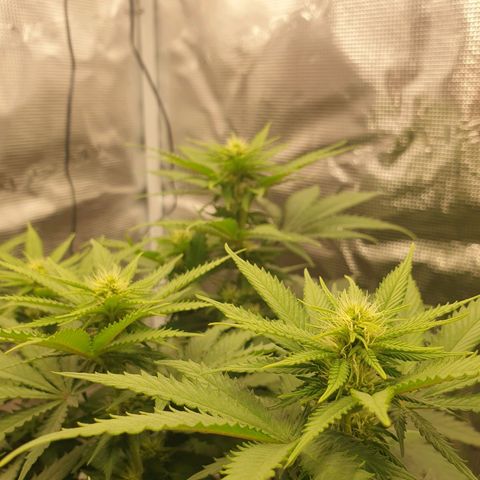 Special Queen #1 growlog timeline photo