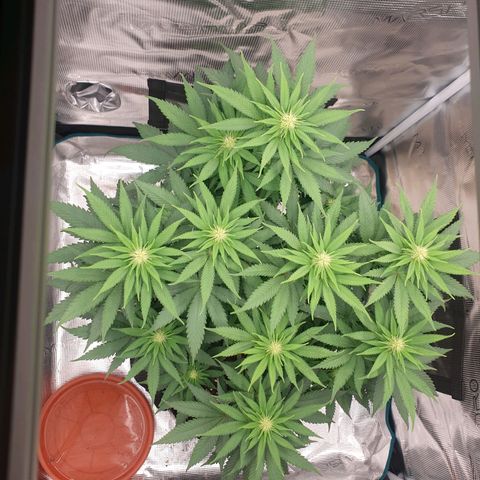 Special Queen #1 growlog timeline photo