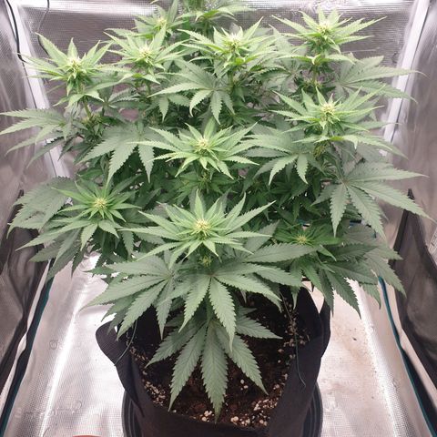 Special Queen #1 growlog timeline photo