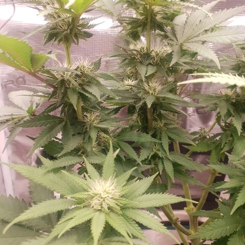 Special Queen #1 growlog timeline photo