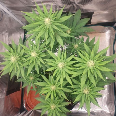 Special Queen #1 growlog timeline photo