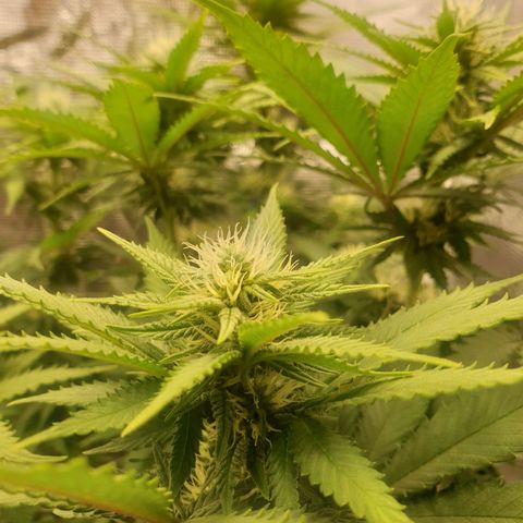 Special Queen #1 growlog timeline photo