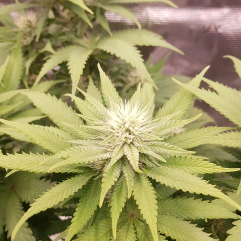 Special Queen #1 growlog timeline photo