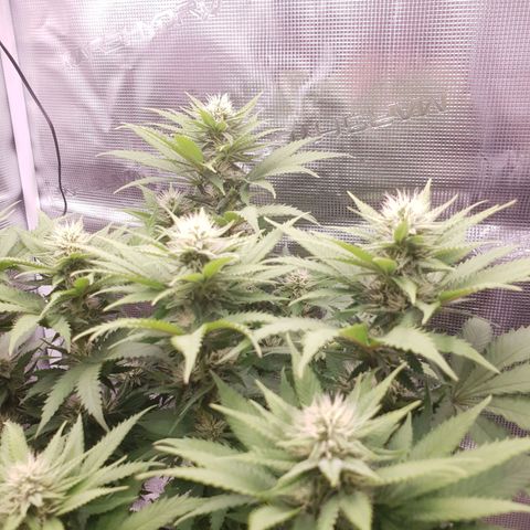 Special Queen #1 growlog timeline photo