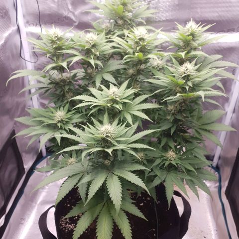 Special Queen #1 growlog timeline photo