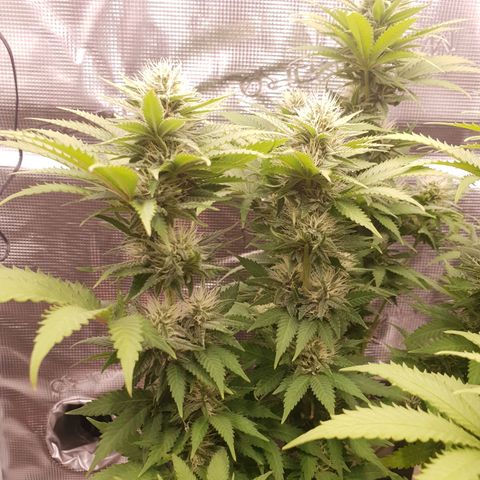Special Queen #1 growlog timeline photo