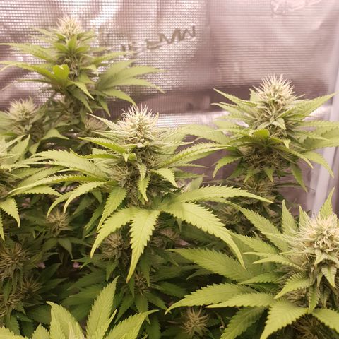 Special Queen #1 growlog timeline photo
