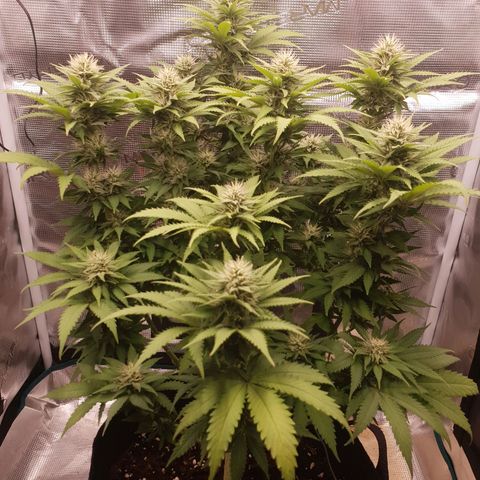 Special Queen #1 growlog timeline photo