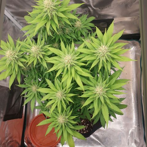 Special Queen #1 growlog timeline photo