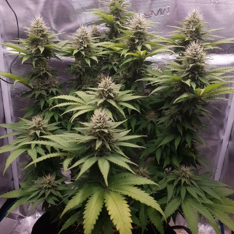 Special Queen #1 growlog timeline photo