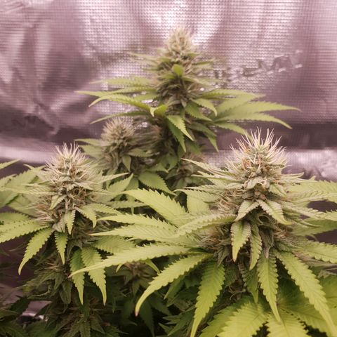 Special Queen #1 growlog timeline photo