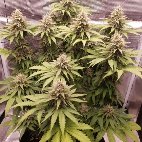 Special Queen #1 growlog timeline photo