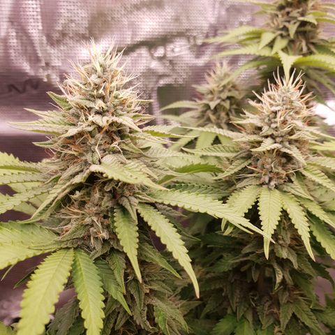 Special Queen #1 growlog timeline photo