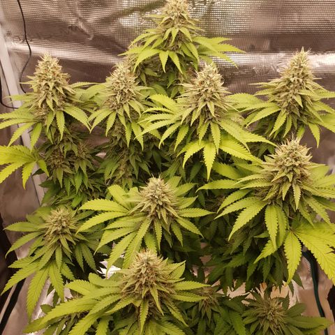 Special Queen #1 growlog timeline photo