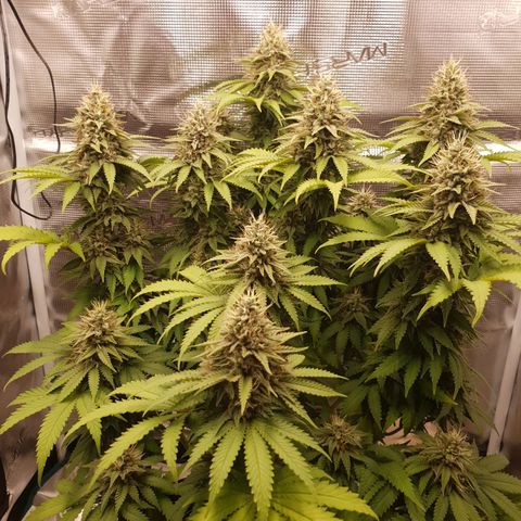 Special Queen #1 growlog timeline photo