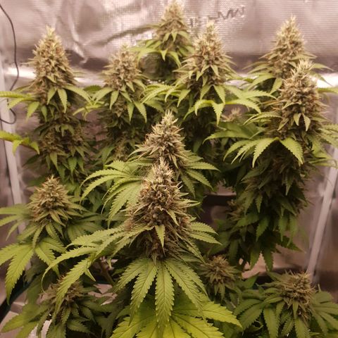 Special Queen #1 growlog timeline photo