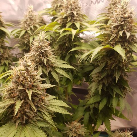 Special Queen #1 growlog timeline photo