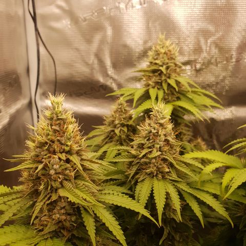 Special Queen #1 growlog timeline photo