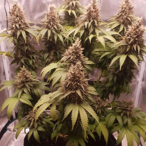 Special Queen #1 growlog photo: Leichtes Foxtailing, das Licht war aber auch viel zu nah dran, jetzt wieder bei ca. 30cm 