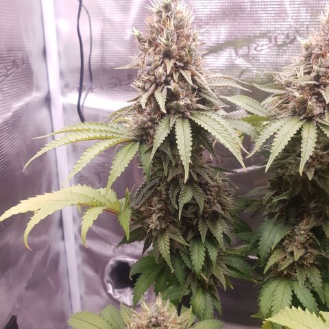 Special Queen #1 growlog photo: Leichtes Foxtailing, das Licht war aber auch viel zu nah dran, jetzt wieder bei ca. 30cm 