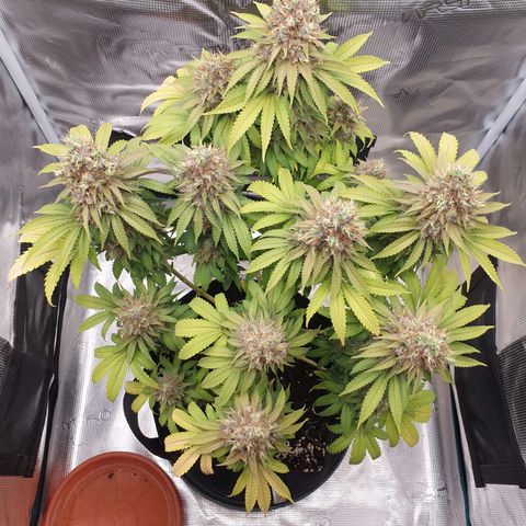 Special Queen #1 growlog timeline photo