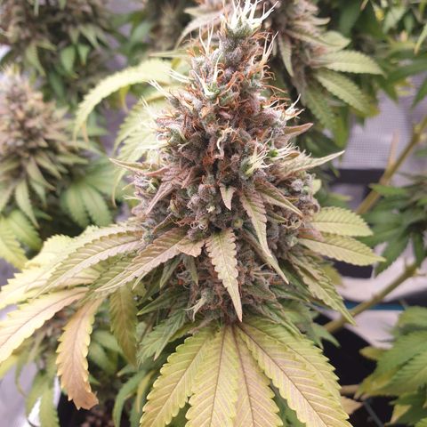 Special Queen #1 growlog timeline photo