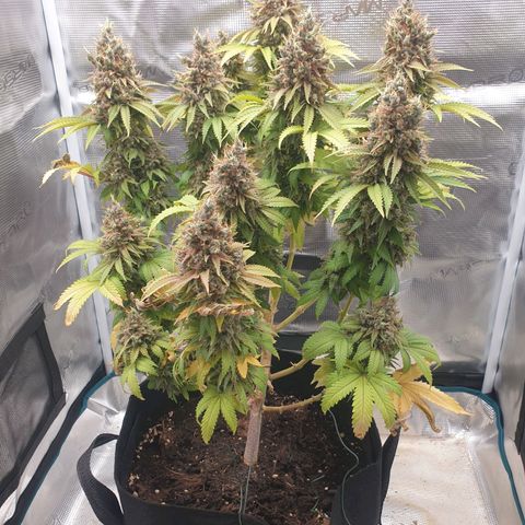 Special Queen #1 growlog timeline photo