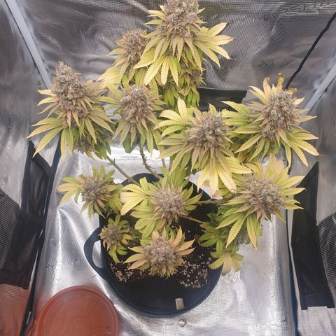 Special Queen #1 growlog timeline photo